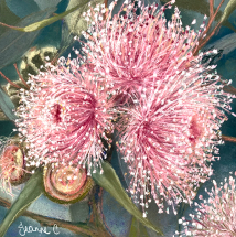 Gum Blossom Glow pastel painting by Jeanne Cotter. 290 x 290mm framed. $220. Reproduction prints and canvases available on request.