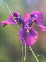 I am Iris pastel painting by Jeanne Cotter. 340 x 420mm SOLD