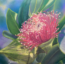Indigo Pink Blossom pastel painting by Jeanne Cotter. 290 x 290mm. $220 framed. Reproduction prints and canvases available on request.