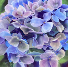 Purple-Prose-Hydrangea-by-Jeanne-Cotter-LR