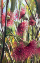 Red-Blossom-Ballet pastel painting by Jeanne Cotter. 580 x 420mm framed. $350. Reproduction prints and canvases available on request.