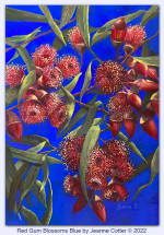Red Gum Blossoms Blue pastel painting by Jeanne Cotter. 700 x 900mm framed. $1500. Reproduction prints and canvases available on request.